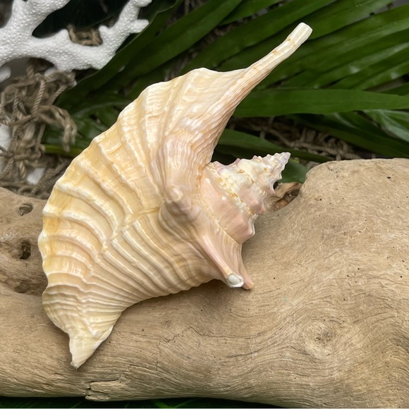 Unique Rare Rooster Tail Conch Seashell Collector Coastal Nautical Display Shell - Picture 16 of 17